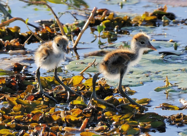 Comb-crested jacana