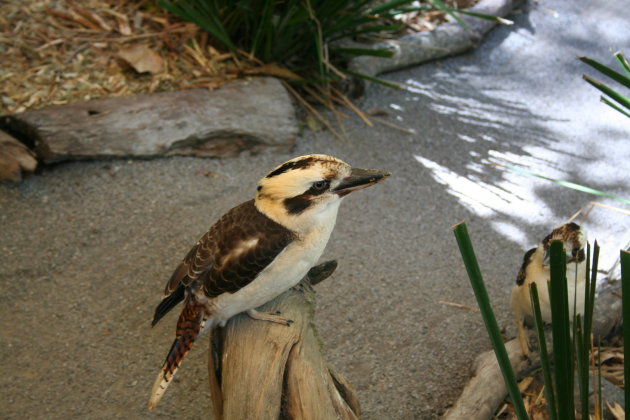 Kookaburra