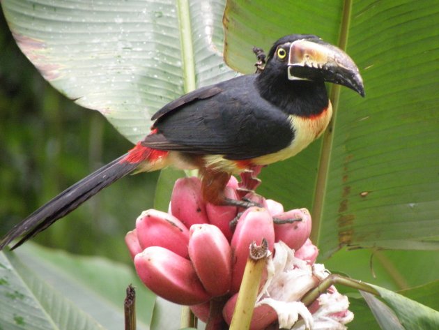 Aracari