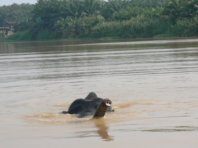 Zwemmende wilde olifant