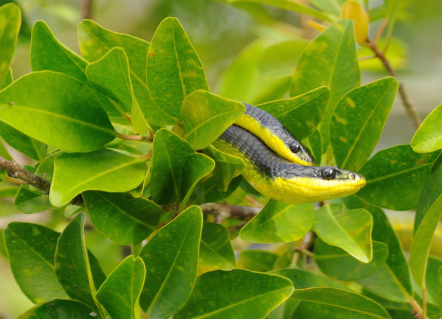 Green tree snakes