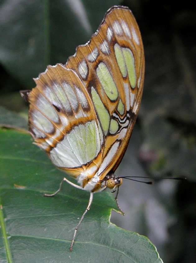 Close-up vlinder