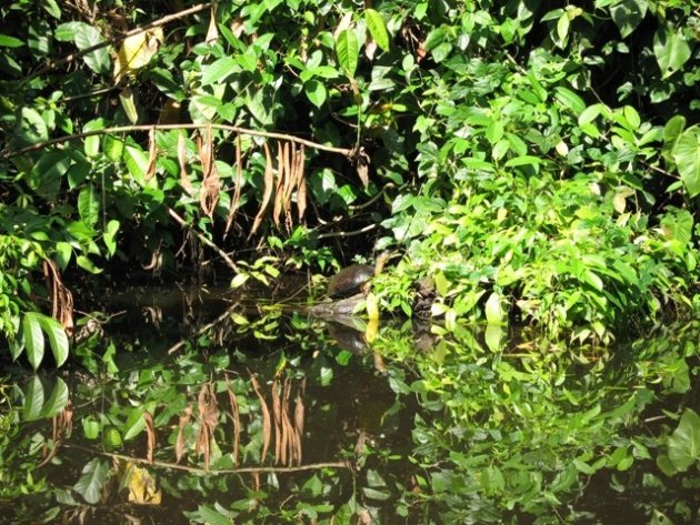 Tortuguero