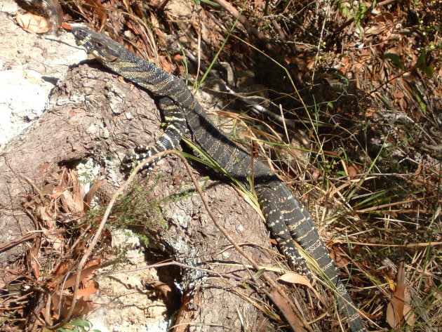 Varaan in Queensland