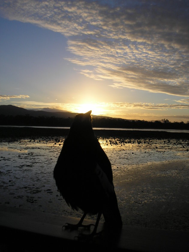 Maggy at sunset