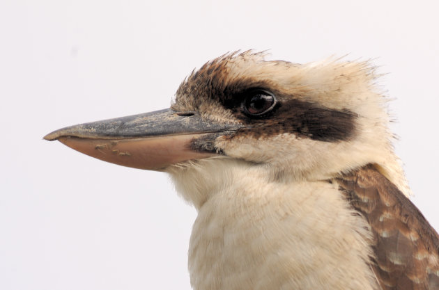 Laughing kookaburra