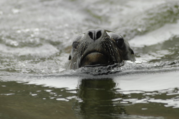 Zeehond