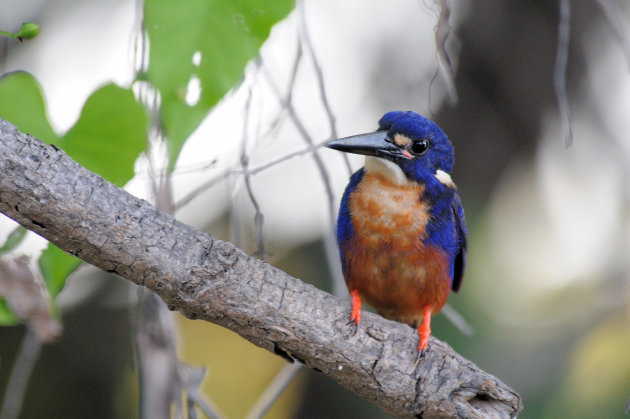 Azure Kingfisher