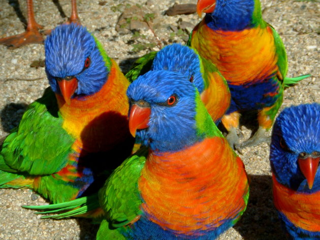 Rainbow Lorrikeets