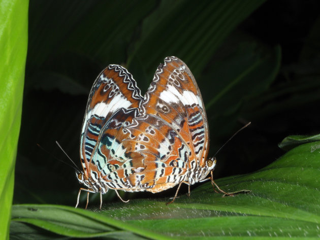 Orange lacewing