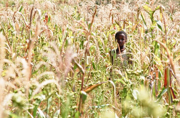 Children of the Corn