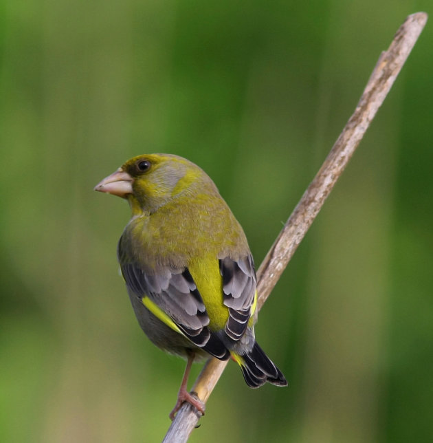 groen pietje