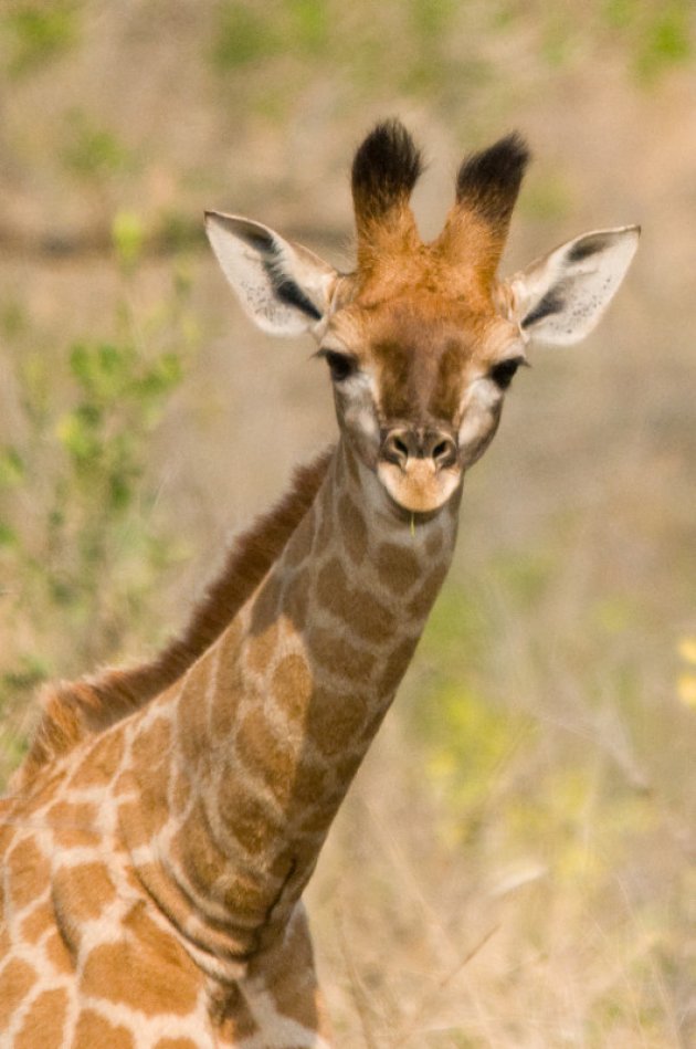 Nieuwsgierig babygirafje!