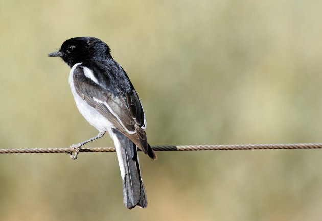 Willy wagtail