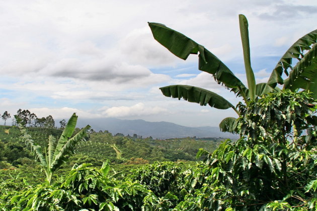 Koffie plantage