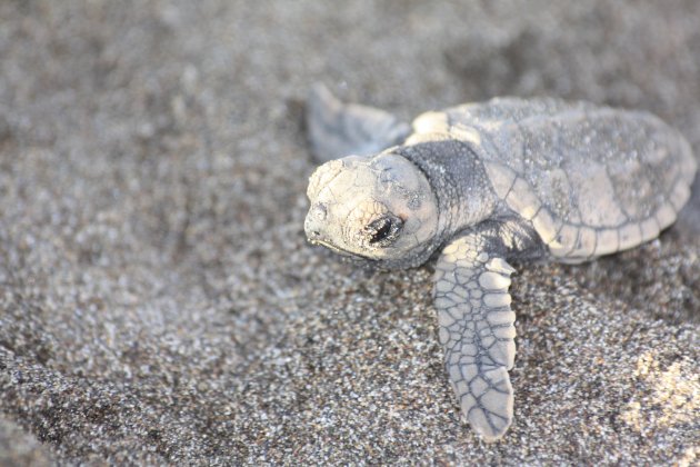 baby schildpadje