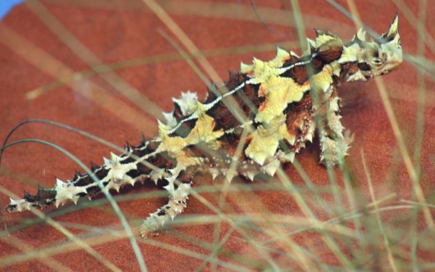 Thorny Devil