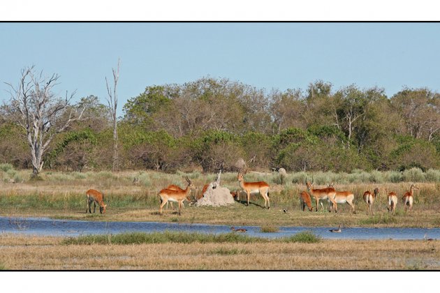 Litschiewaterbok