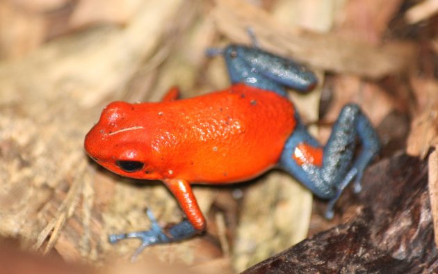 blue jeans frog