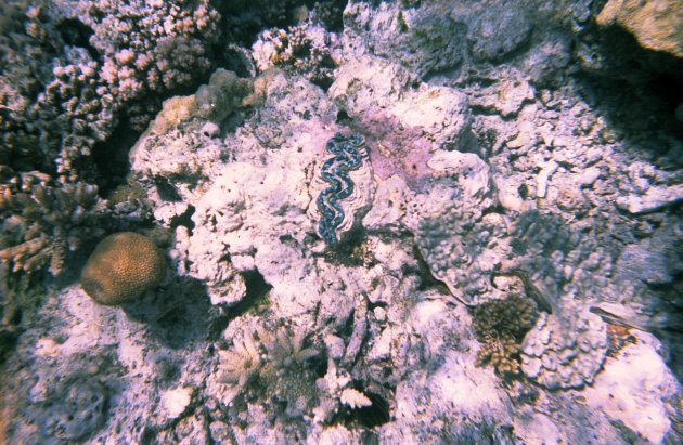 Giant Clam