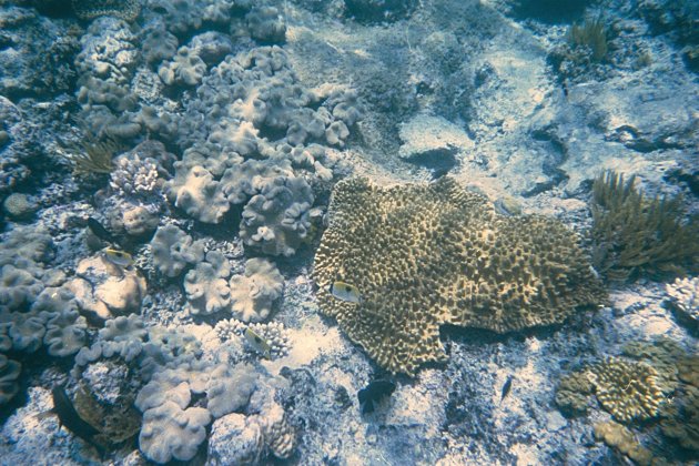 Teardrop Butterfly fish