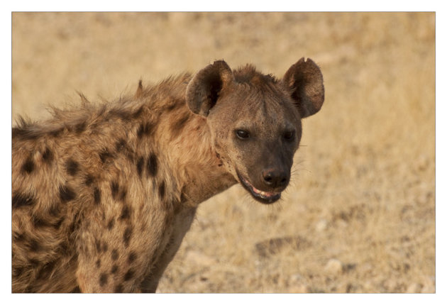 Gevlekte hyena