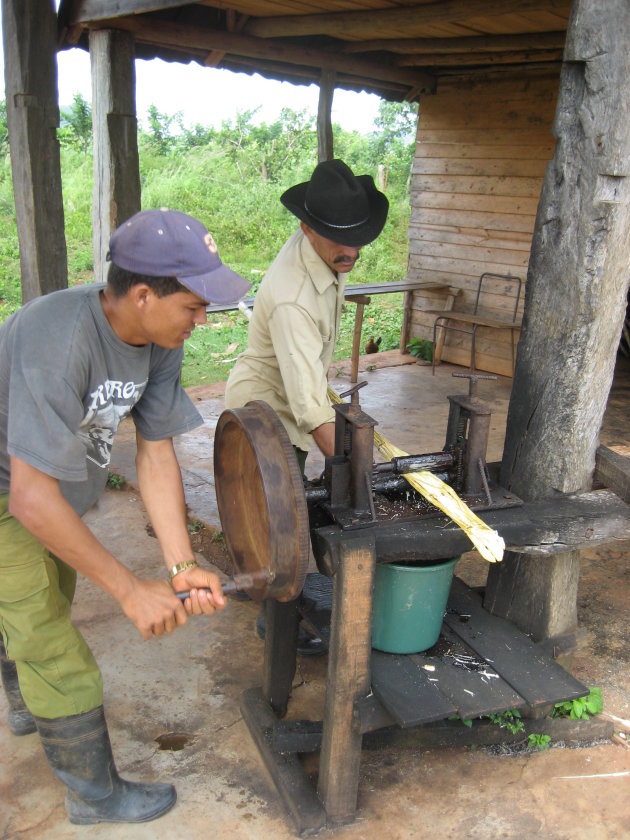 Suikerriet persen...Vinales