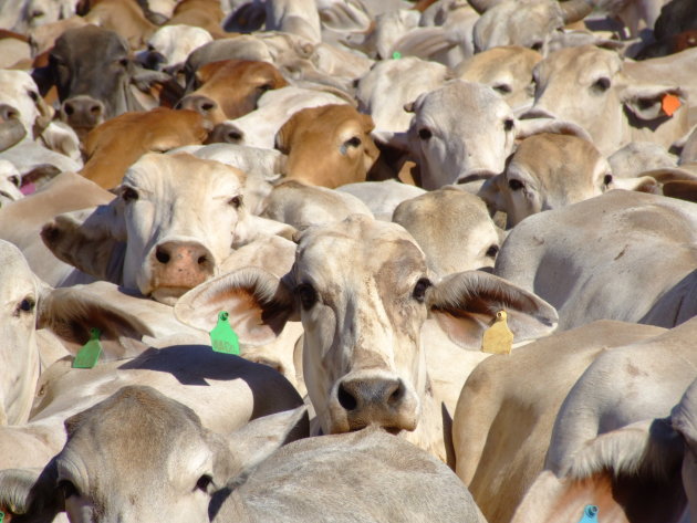 Brahman koeien