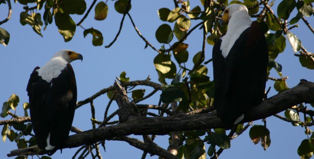 Fish Eagle Pair 