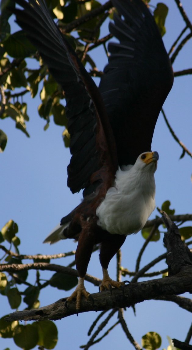 Fish Eagle 