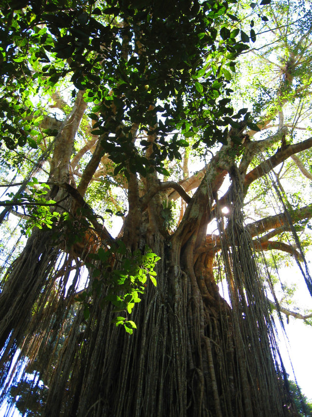 Curtain Fig Tree