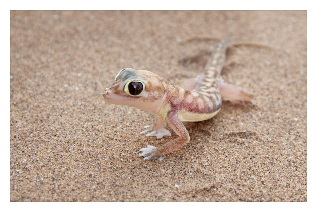 Palmato Gekko