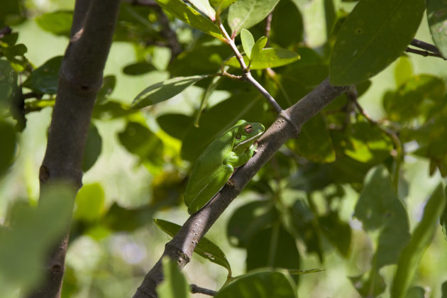 White Lipped Green Tree Frog