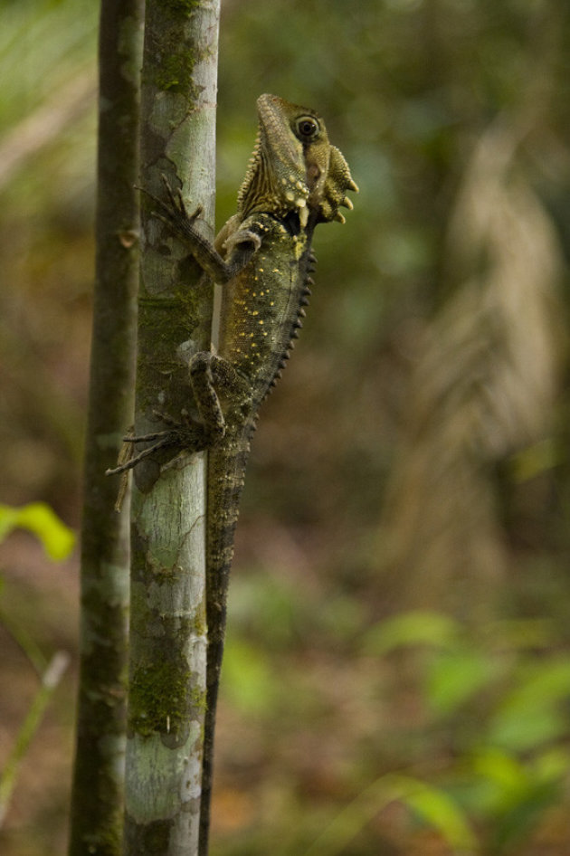 Boyd's Forest Dragon in het Daintree Forest