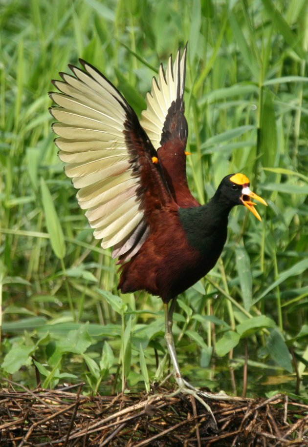 Costa Rica wildlife