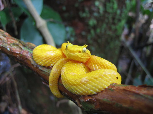 Eyelash Pit Viper