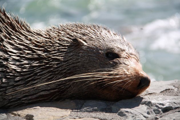 Relaxe zeehond