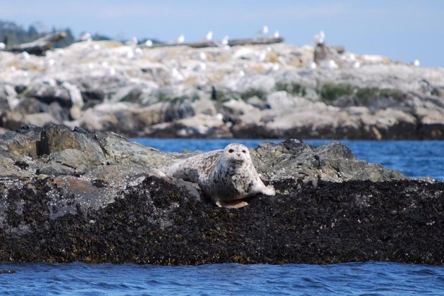 zeehond