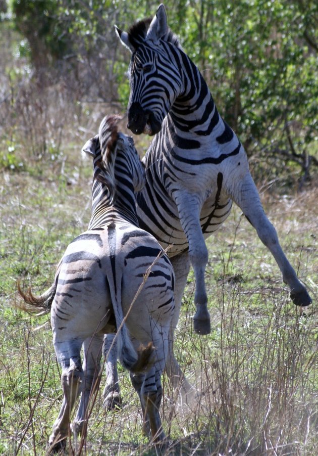Stoeiende Zebra's