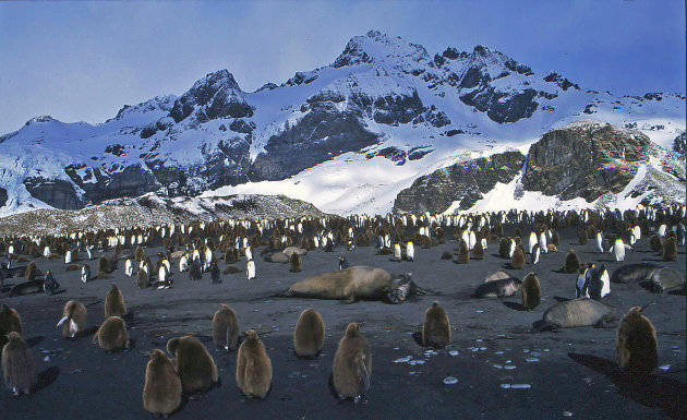 South Georgië, overzicht