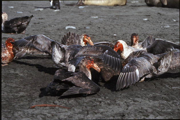 Zuidel.Reuzestormvogels ruzieën om lijk van jonge rob