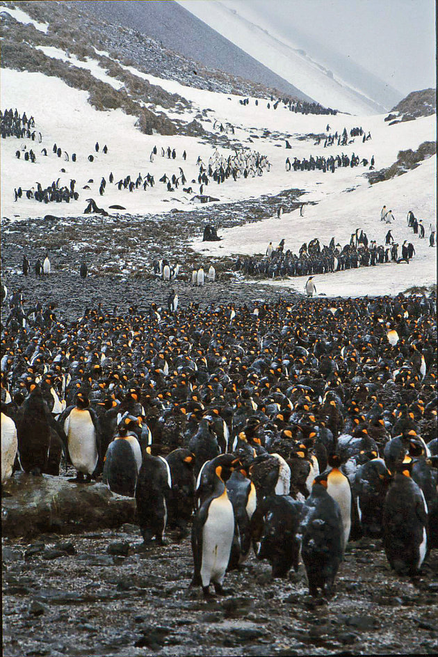 Honderdduizend koningspinguins op S. Georgië