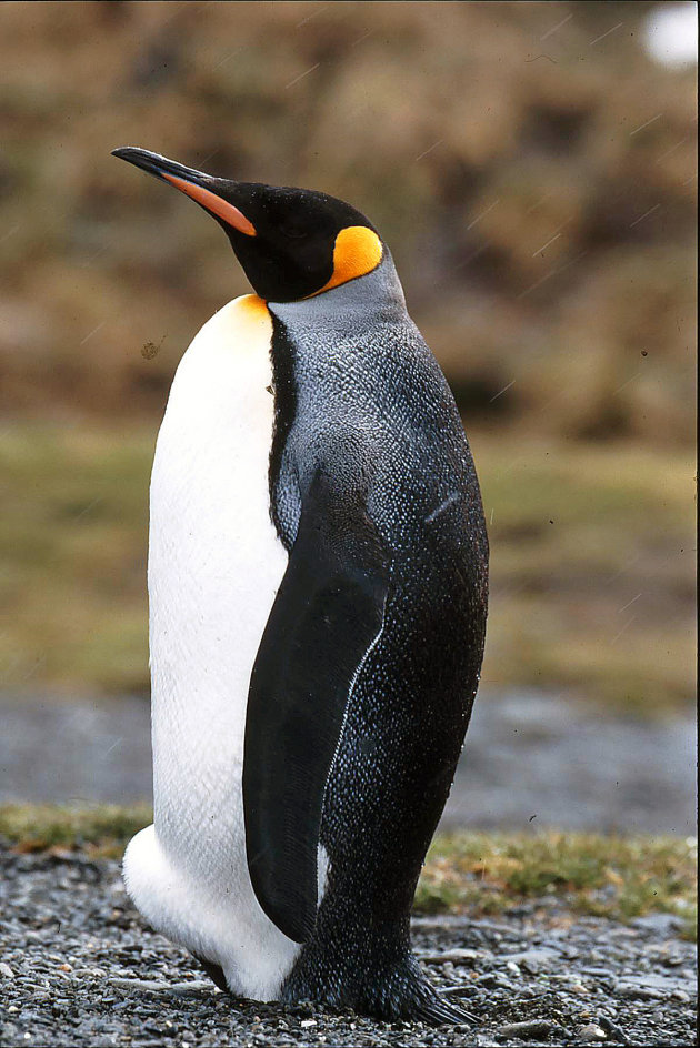 Koningspinguin met huidplooi voor jong / ei