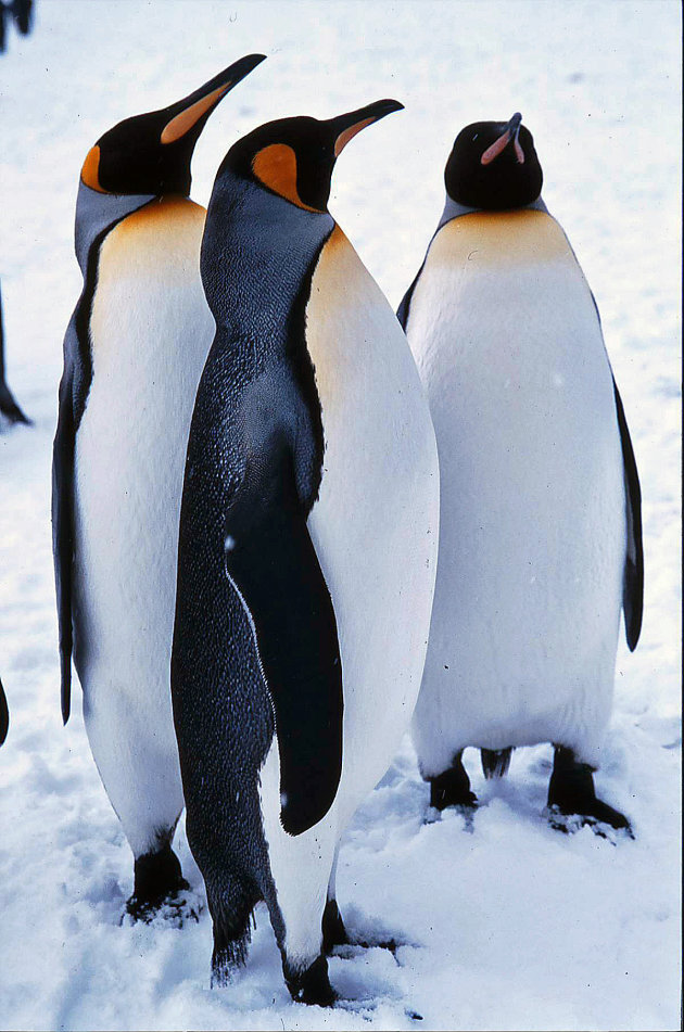 Groepje Koningspinguins...en toen was er sneeuw