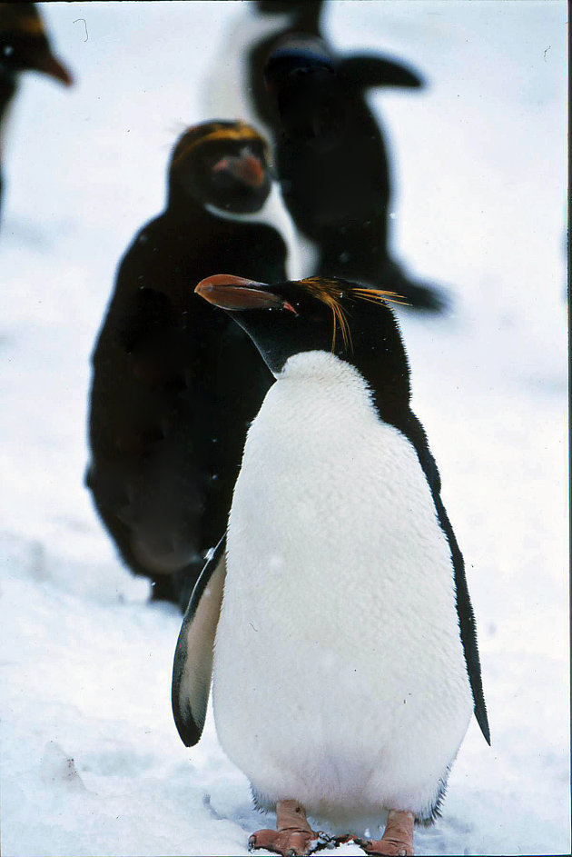 Macaronipinguins