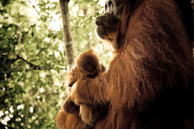 Orang Utang moeder met baby