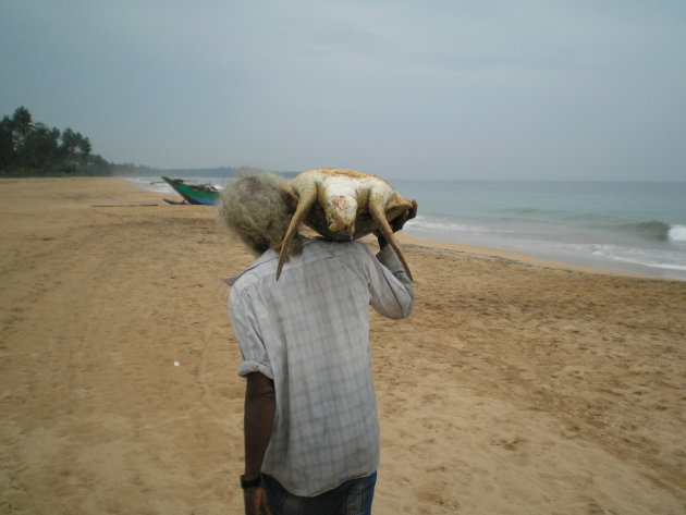 Sri Lanka - een schildpad gevangen