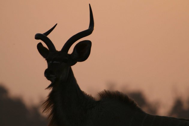 Kudu by night