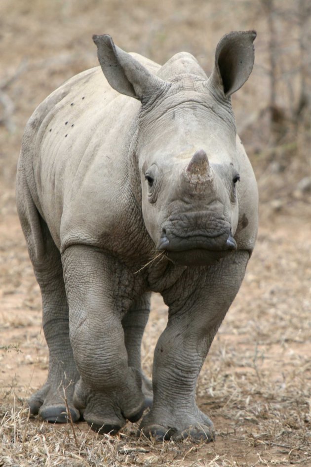 baby-neushoorn