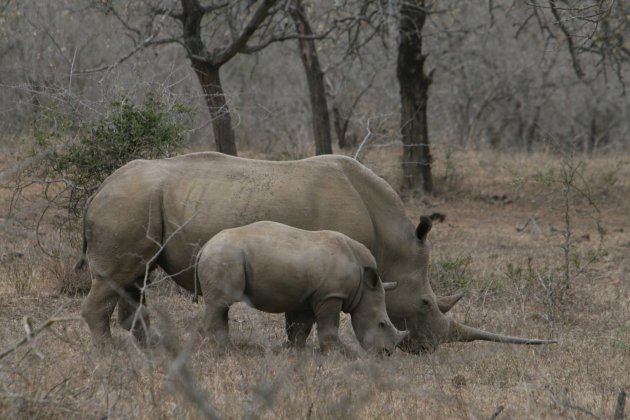 moeder en kind-neushoorn